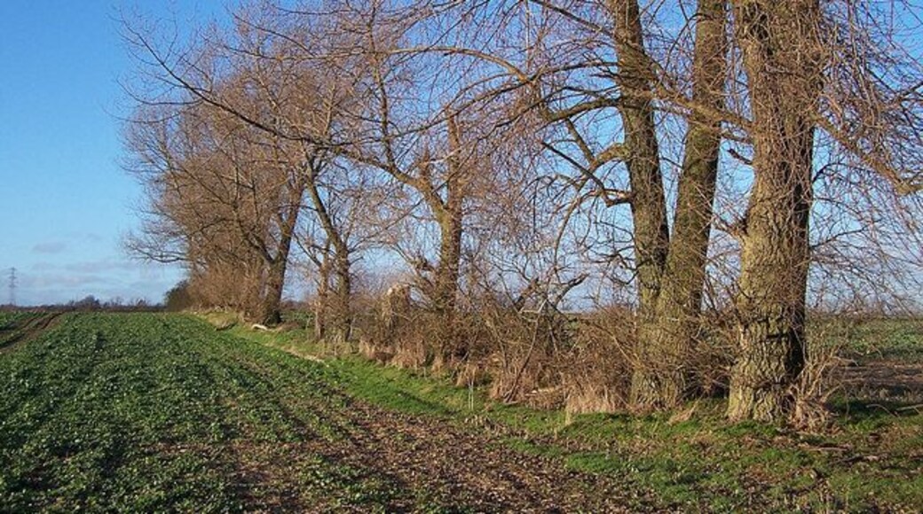 Old willows This row of substantial old willows marks a field boundary. A very indistinct footpath runs along the eastern side of the trees. The crop in the field is oilseed rape.