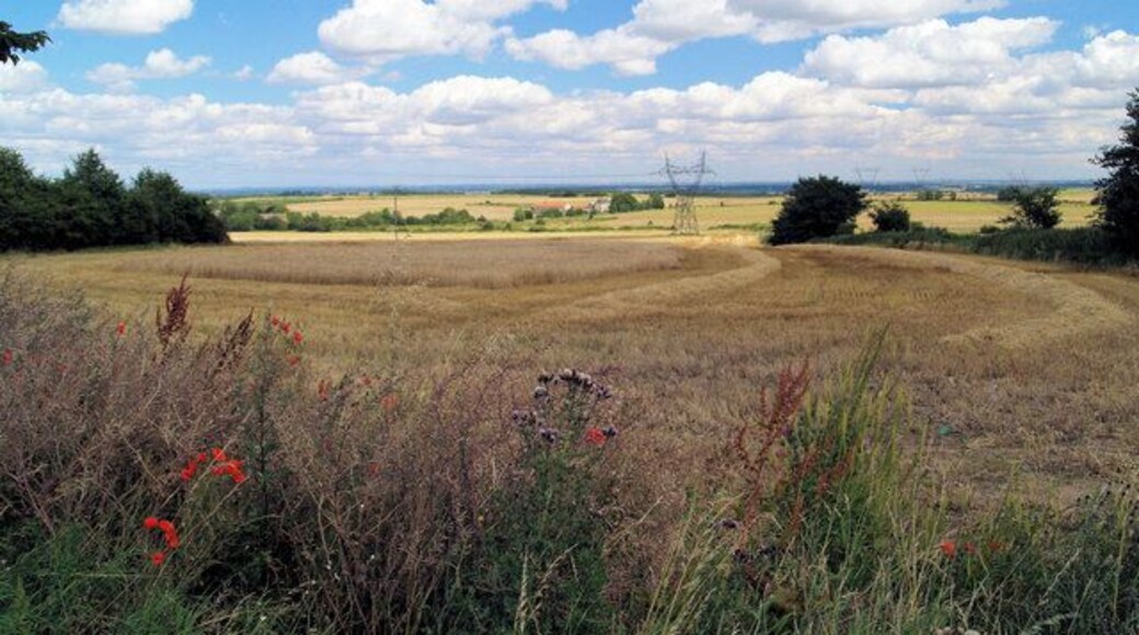 Electricity pylon in cornfield. The field is being harvested after 2 dry days, a record this summer.