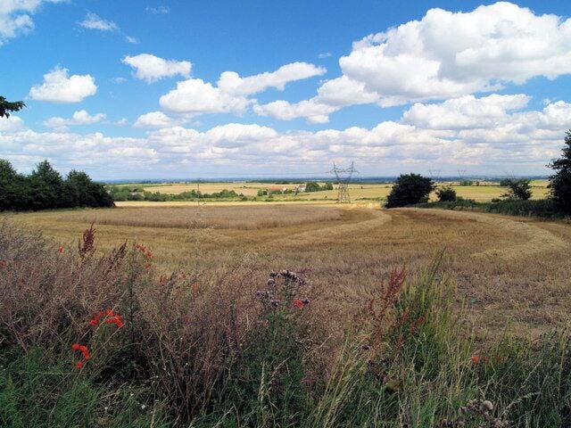A field with wildflowers and a clear sky.