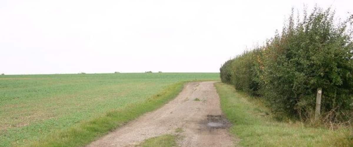 A rural dirt road flanked by fields and bushes.