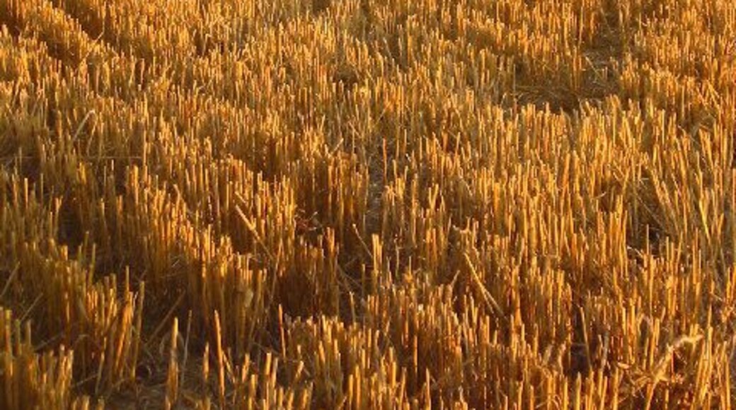 From Bygrave to Baldock. Taken from TL 247 356 looking south towards Baldock across freshly harvested wheat fields. The white section of Weston Hills in the background is where the profile of the hill has been recently restored following construction of a bypass tunnel .