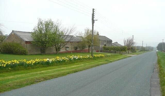 Scholes Moor Road, Scholes Daffodils trying hard to brighten a dull misty day.