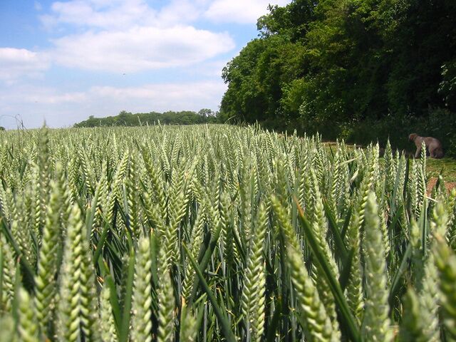 Ten Acre Plantation, Graveley. Taken from TL 241 275 looking NE, you can sometimes see deer hopping through the wheat!