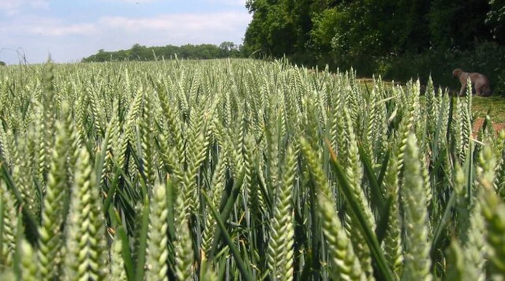Ten Acre Plantation, Graveley. Taken from TL 241 275 looking NE, you can sometimes see deer hopping through the wheat!