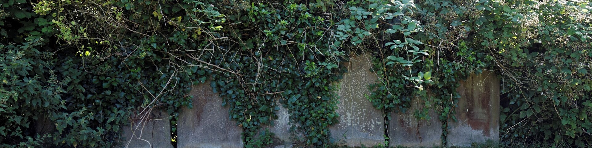 Overgrown relocated gravestones stacked at the southern edge of the churchyard of the Grade II* listed All Saint's Church, which dates between the 12th and 15th century, with later 1871 restoration by George Gilbert Scott, in Chillenden, in the civil parish of Goodnestone and the Dover District of Kent, England. Camera: Canon EOS 6D with Canon EF 24-105mm F4L IS USM lens. Software: RAW file lens-corrected, optimized, perhaps cropped, and converted to JPEG with DxO OpticsPro 11 Elite, and likely further optimized with Adobe Photoshop CS2.