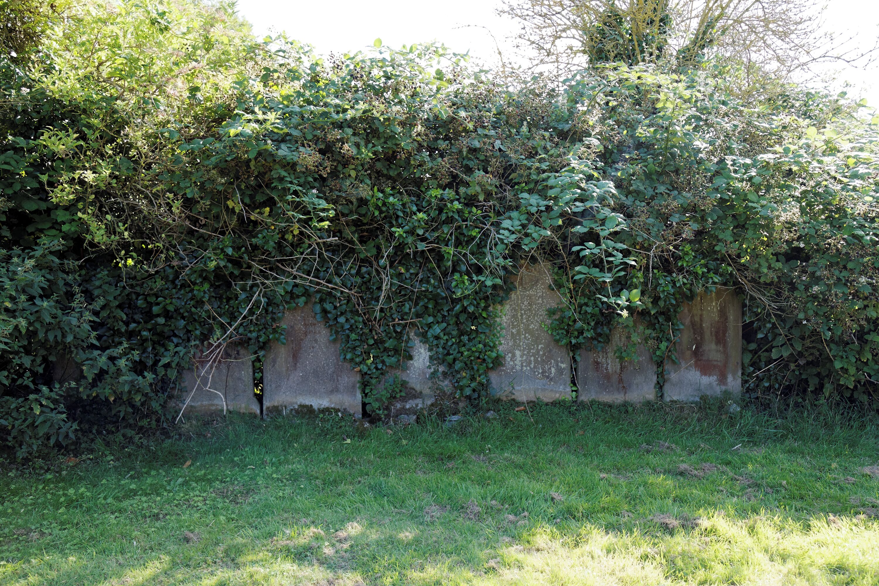 A wall covered with dense green ivy and grass in front of it.