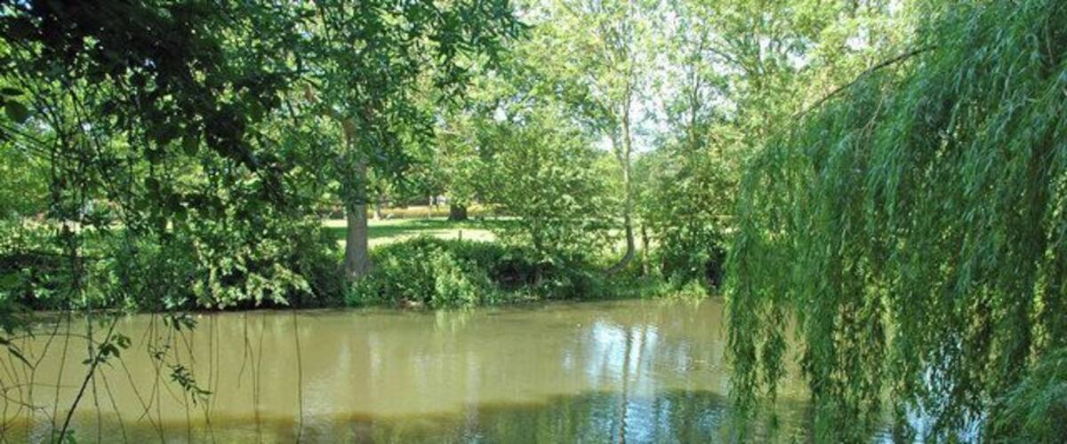 A calm river with overhanging branches, surrounded by lush greenery.