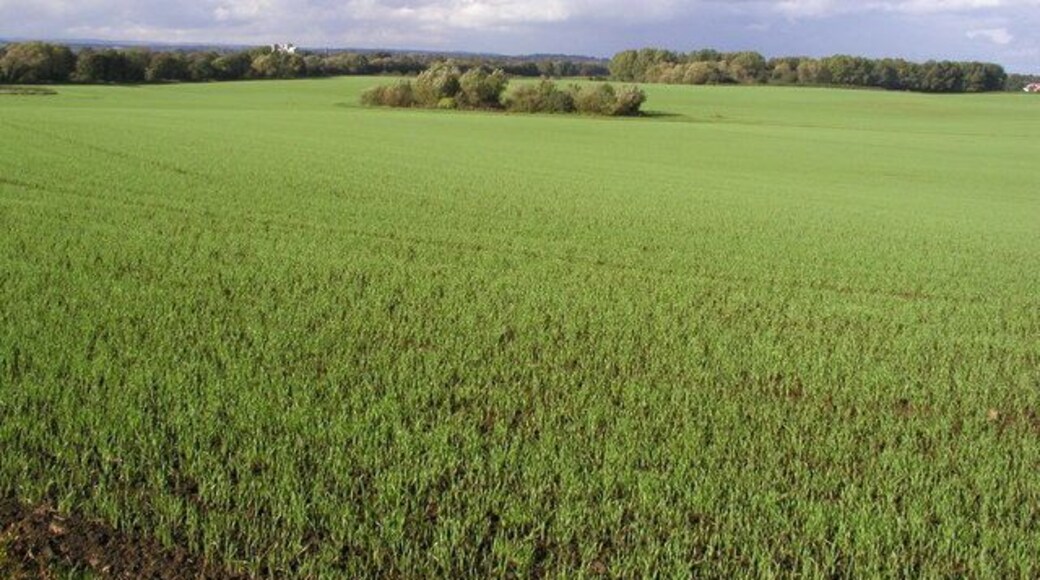 Lovely rolling field East of Ripon