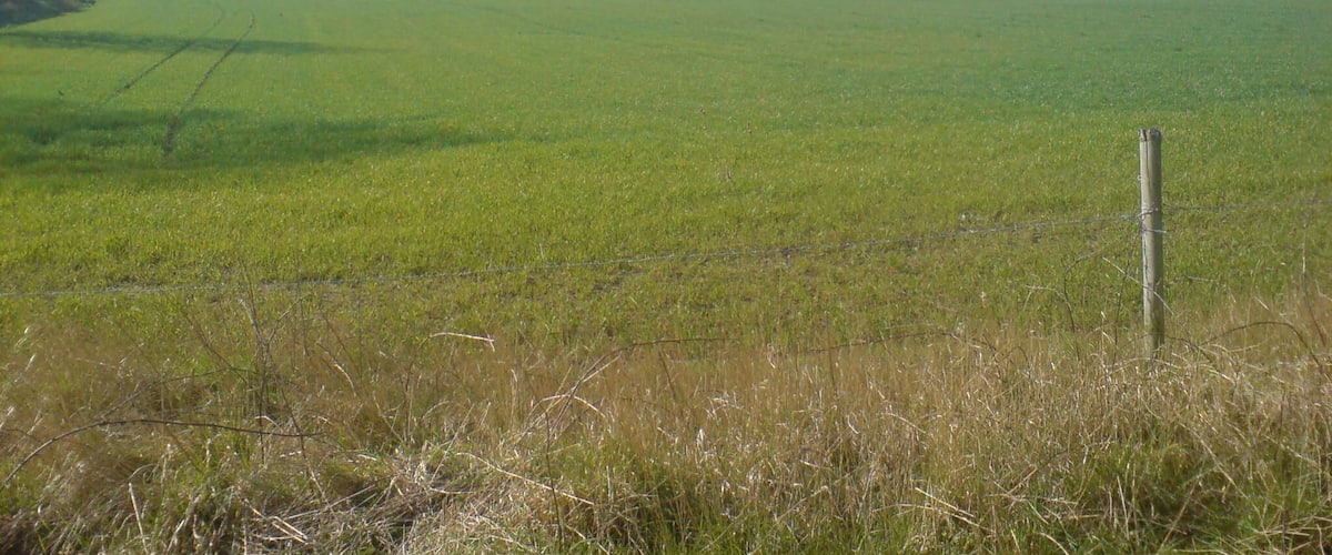 A vast green field with a fence in the foreground and a distant tree line under a clear sky.