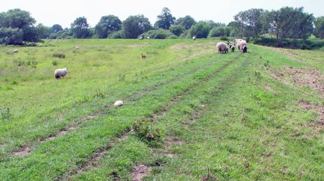Embankment footpath by the Pocklington Canal, East Cottingwith, East Riding of Yorkshire, England. Looking roughly south. The canal is on the west side of the embankment.