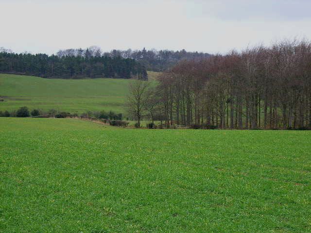 Woods and farmland. Seen from the road between Hunton and East Hauxwell