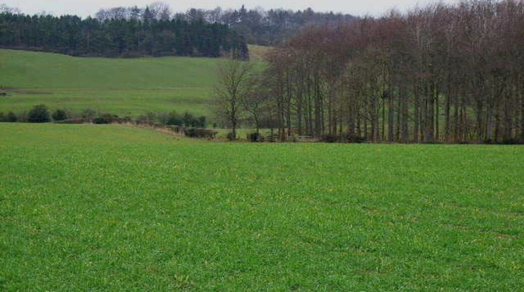 Woods and farmland. Seen from the road between Hunton and East Hauxwell