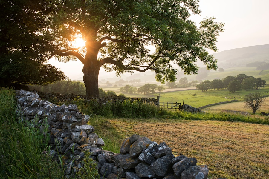A stone wall, a large tree, and a rural landscape with fields and hills.