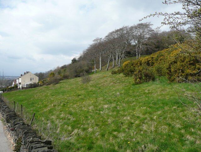 Hillside above Wakefield Road, Lepton Further down, the frontage to the main road has been developed with semi-detached houses. Above them is a strip of woodland and the locality name Cowmes. In the foreground a patch of gorse is coming into flower.