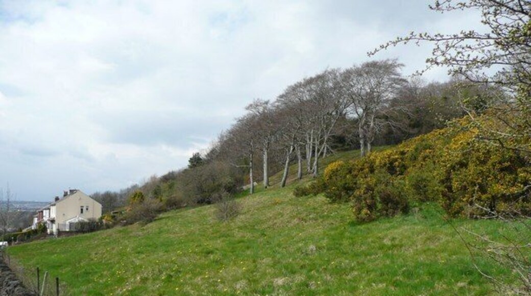 Hillside above Wakefield Road, Lepton Further down, the frontage to the main road has been developed with semi-detached houses. Above them is a strip of woodland and the locality name Cowmes. In the foreground a patch of gorse is coming into flower.
