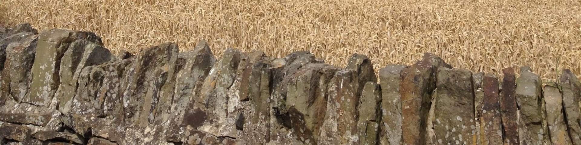 A wheat field, a stone wall, and a tower in the distance.