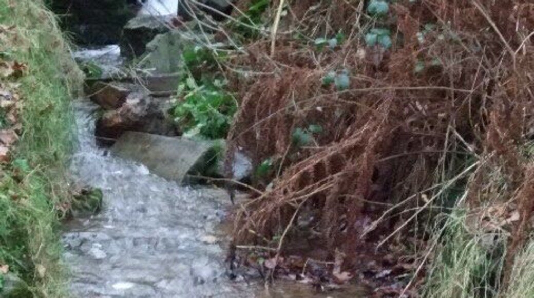 Birley Spa The waters as they come out of the spa house, it didn't taste particularly nice.