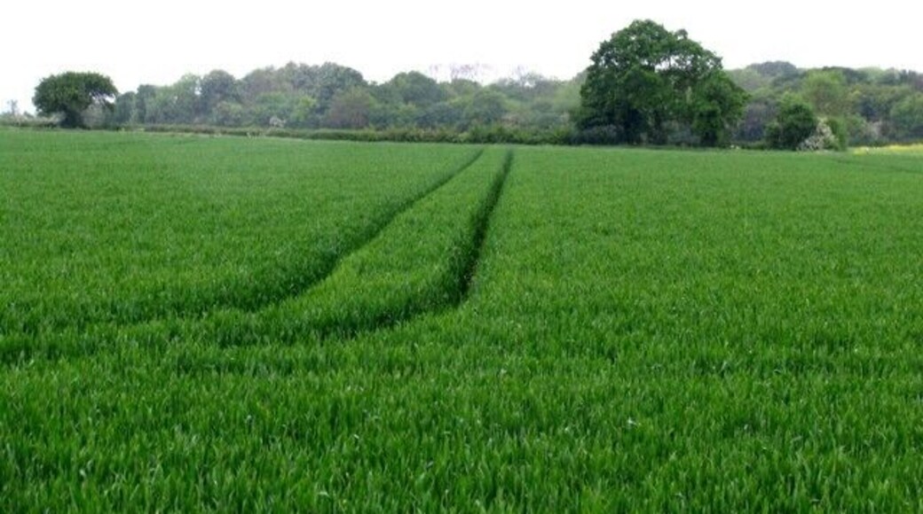 Fields. The map shows a MOAT in the woods in the next square TL2363 but it was far too wet to go and have a look! And somebody else got there first! 222193