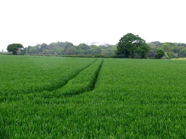 A lush green field with a tractor trail.