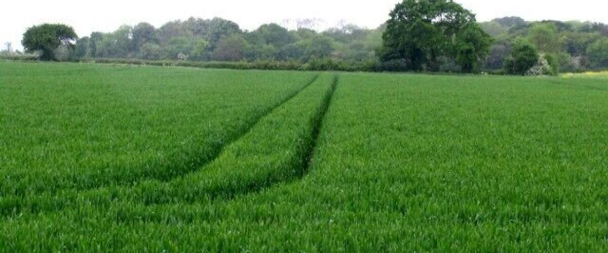 A lush green field with a tractor trail.