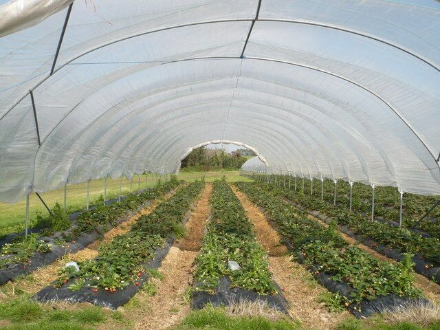 Strawberries in September at Goodnestone