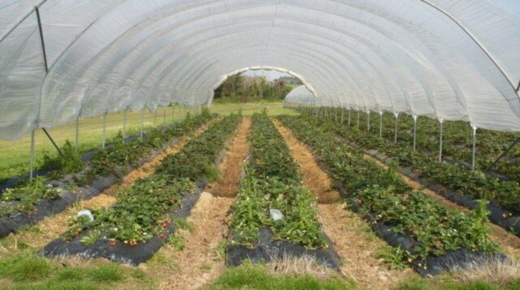 Strawberries in September at Goodnestone