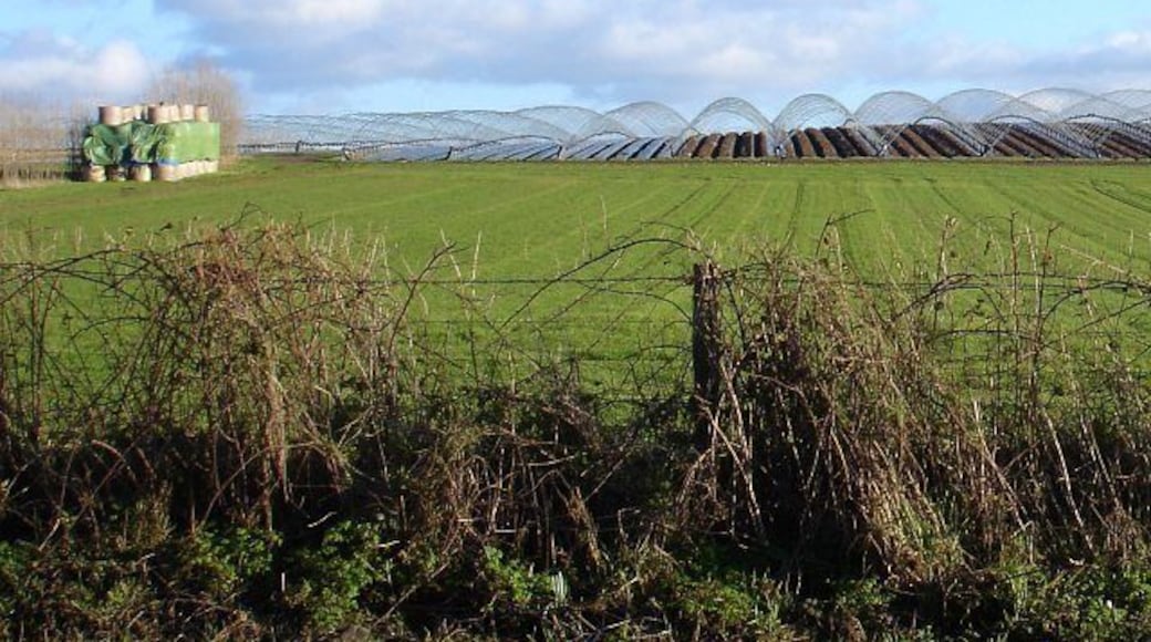 Strawberry fields There are strawberry beds all along this low ridge and the patterns made by the raised beds and frames for the polytunnels caught my eye. Presumably the straw from the bales will come into play later - it helps to keep the fruit clean.