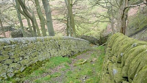 Sheep's highway near Wogden Dike, Dunford Not a footpath (this image was taken by leaning over the wall), but a walled track from a field to a sheep fold.