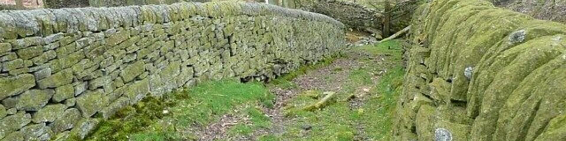 Sheep's highway near Wogden Dike, Dunford Not a footpath (this image was taken by leaning over the wall), but a walled track from a field to a sheep fold.