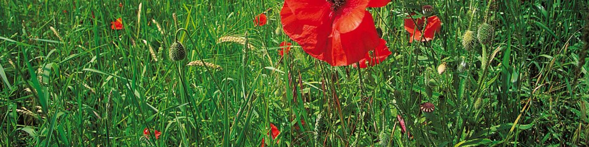 Poppys Growing in a Field of Grass, Hickleton, South Yorkshire, England