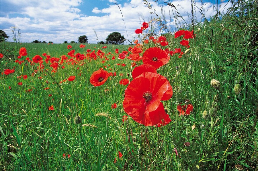 Poppys Growing in a Field of Grass, Hickleton, South Yorkshire, England