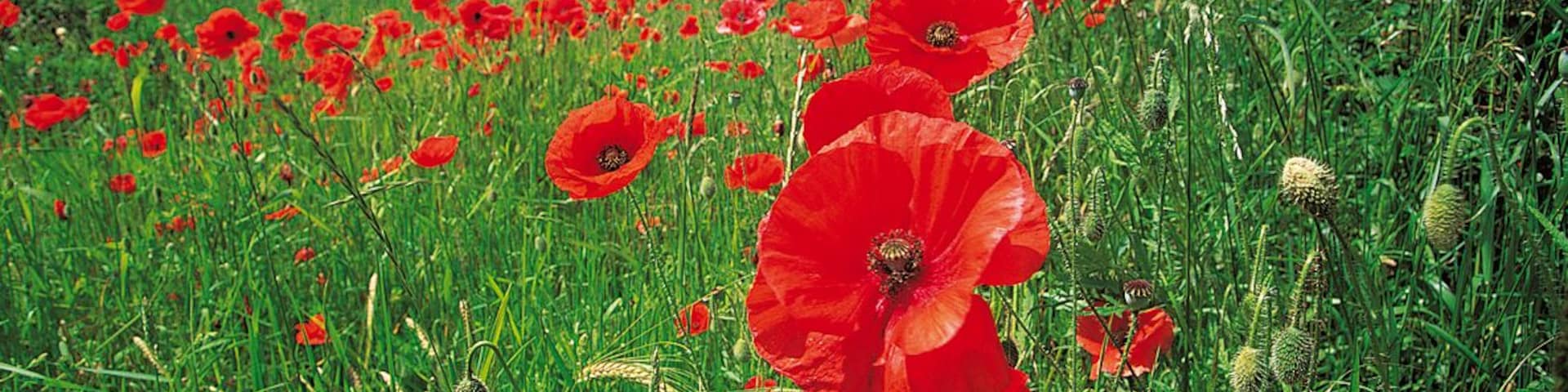 Poppys Growing in a Field of Grass, Hickleton, South Yorkshire, England