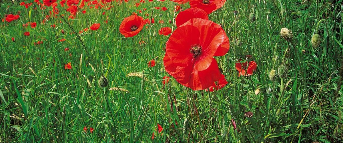 A field of red poppies with a clear blue sky and distant trees.