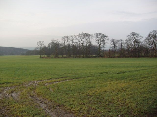 Harry Ottley Plantation Plantation of trees near Goldborough, with part of a disused coalmining spoil heap in the left background.