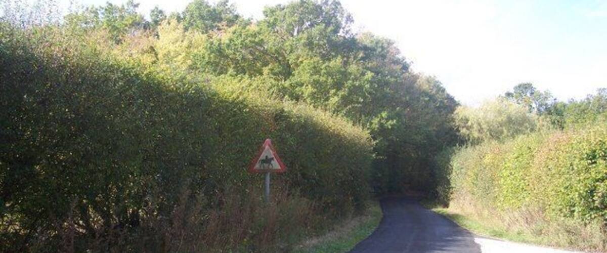 A narrow rural road with a warning sign on the left, surrounded by dense vegetation.
