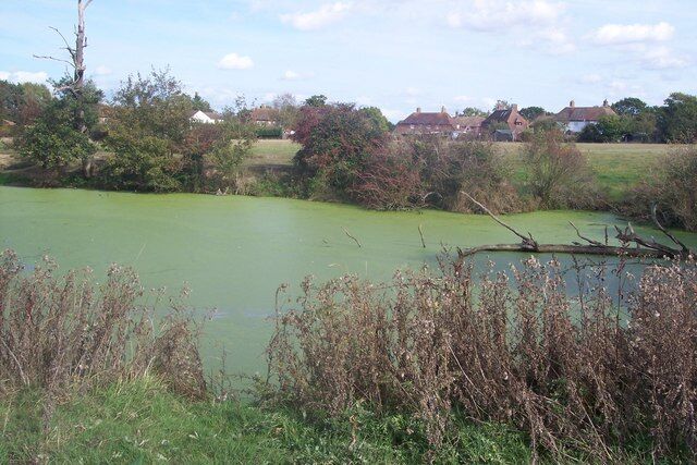 Green pond near High Halden This pond in a field, is beside a footpath from Poppet Wood to Shawlands Lane, High Halden.