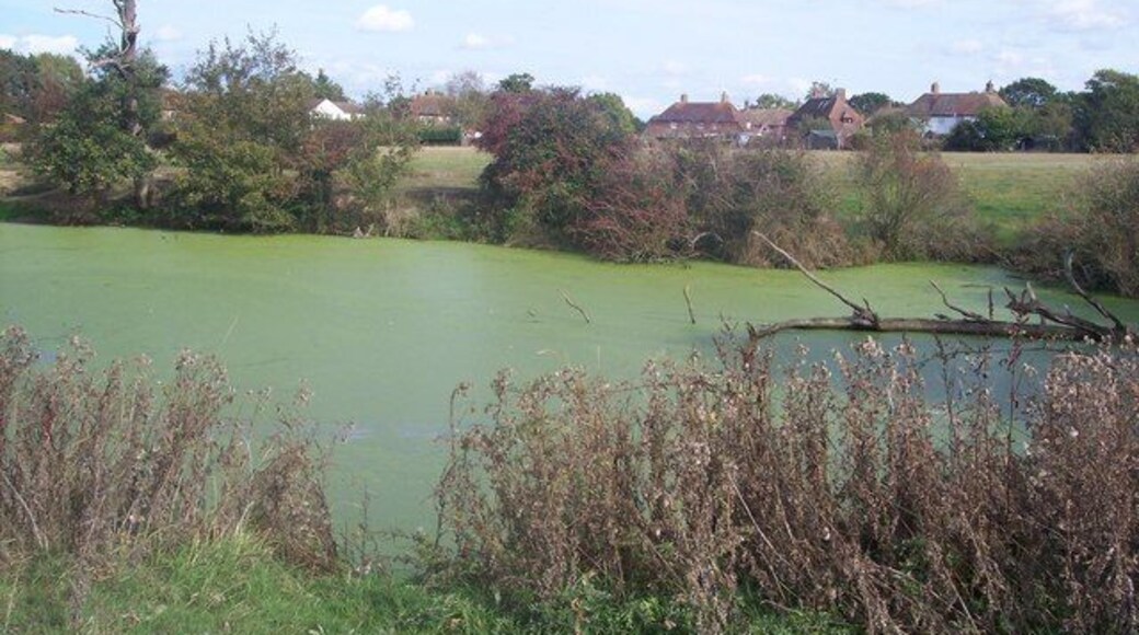 Green pond near High Halden This pond in a field, is beside a footpath from Poppet Wood to Shawlands Lane, High Halden.