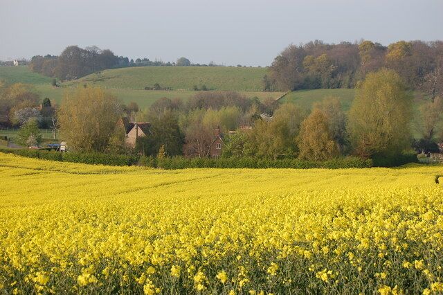 View from field of Shelvingford with part of Shelving wood in the background.