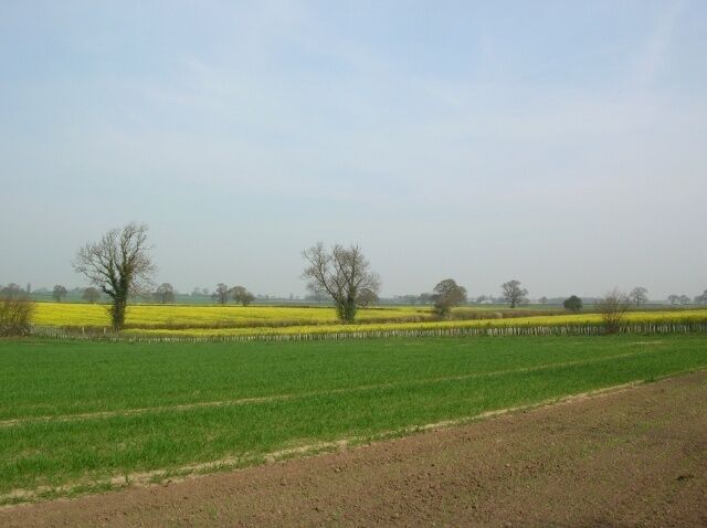 A rural landscape with green fields, yellow crops, and leafless trees.