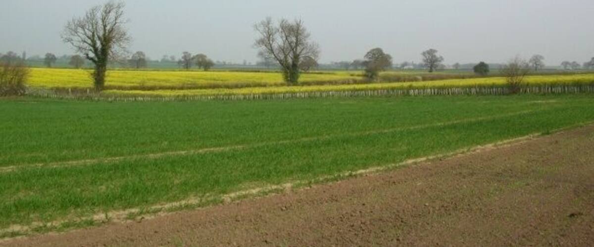 A rural landscape with green fields, yellow crops, and leafless trees.