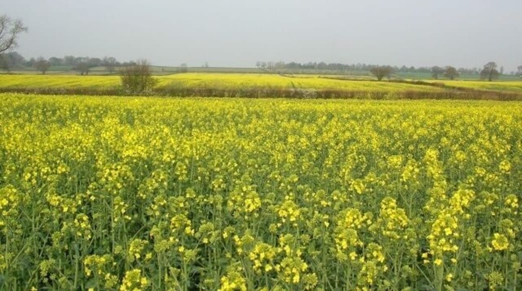 Rape on East Field Looking across East Field from Sustrans route 66.