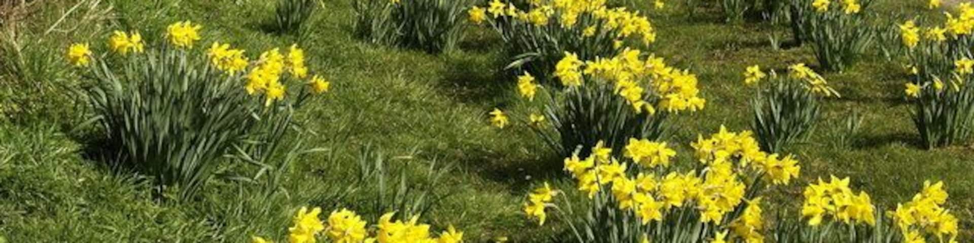 Daffodils near Hotham, East Riding of Yorkshire, England.