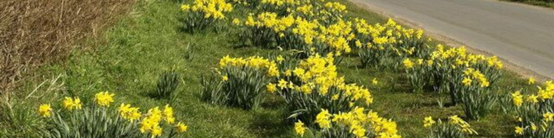 Daffodils near Hotham, East Riding of Yorkshire, England.