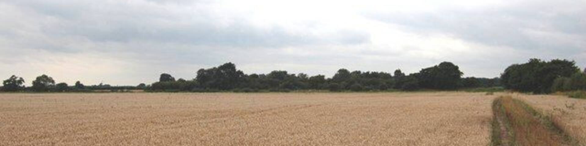 Farmland and woodland, Hotham, East Riding of Yorkshire, England. This is a flat and fairly featureless gridsquare, mainly arable farmland. The small plantation (about 200 x 100 metres) at the south of the square is shown in the photo.