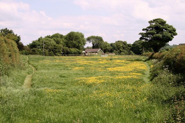 Buttercup Field The foreground of this view from the Markington to Wormald Green road is in square SE2964 while Rock Cottage in the distance is in square SE3064.