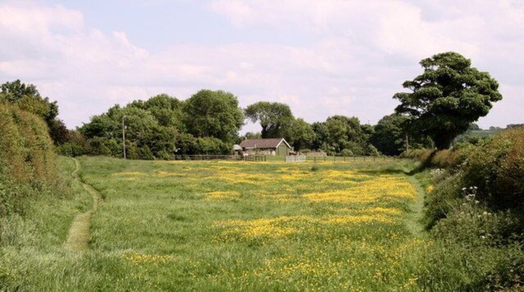 Buttercup Field The foreground of this view from the Markington to Wormald Green road is in square SE2964 while Rock Cottage in the distance is in square SE3064.