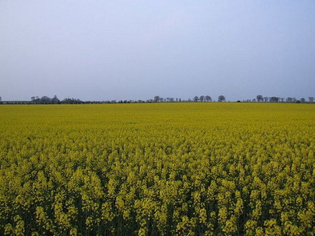 Field of Rape near Heath Farm