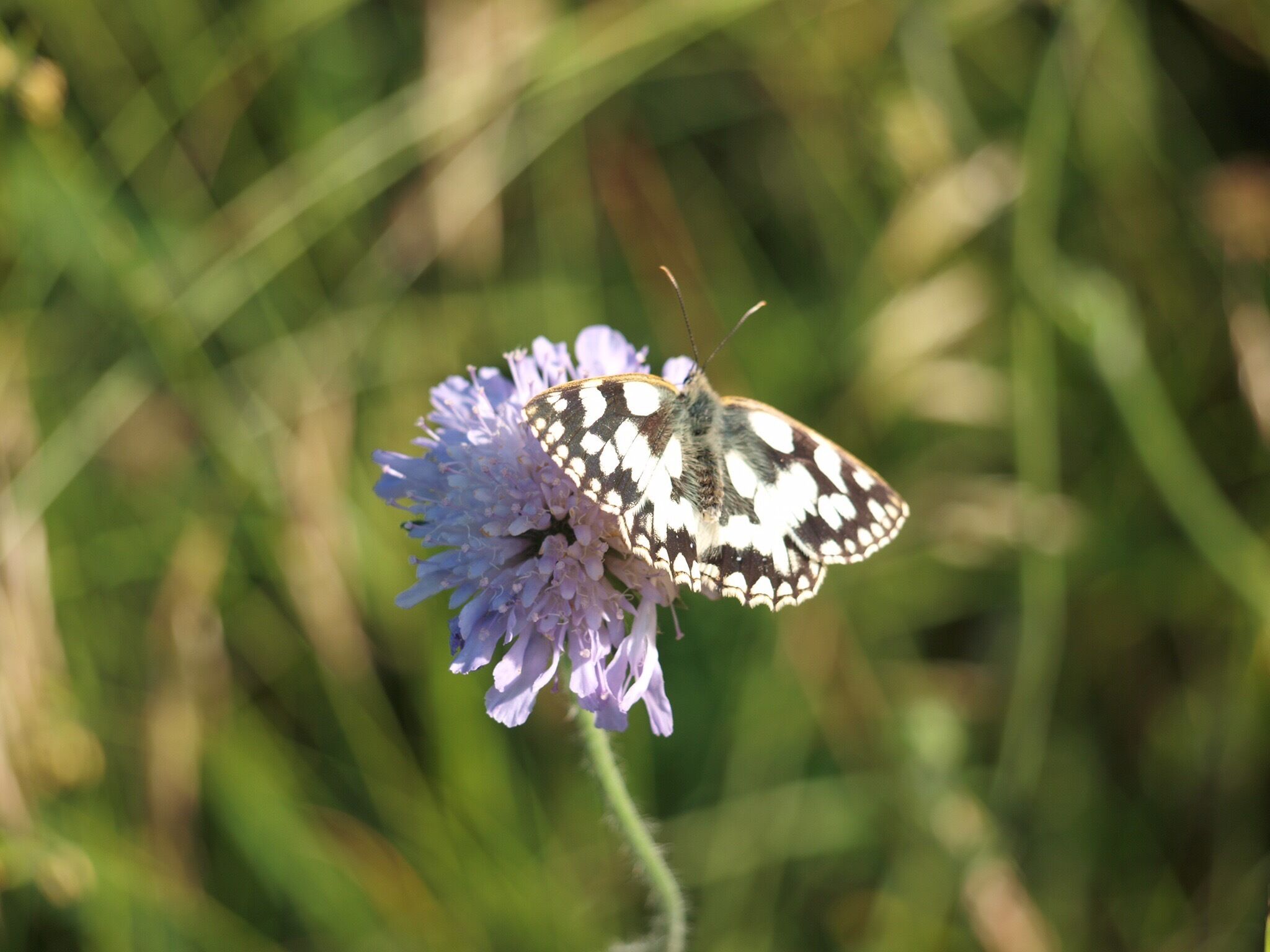 Marbled white butterfly - black butterfly with white pattern
