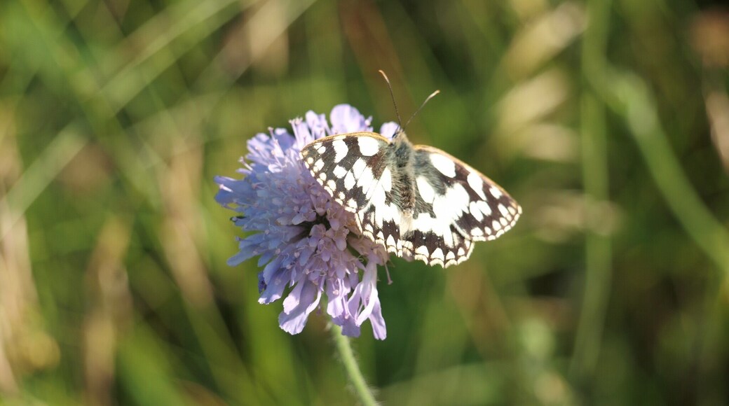 Marbled white butterfly - black butterfly with white pattern