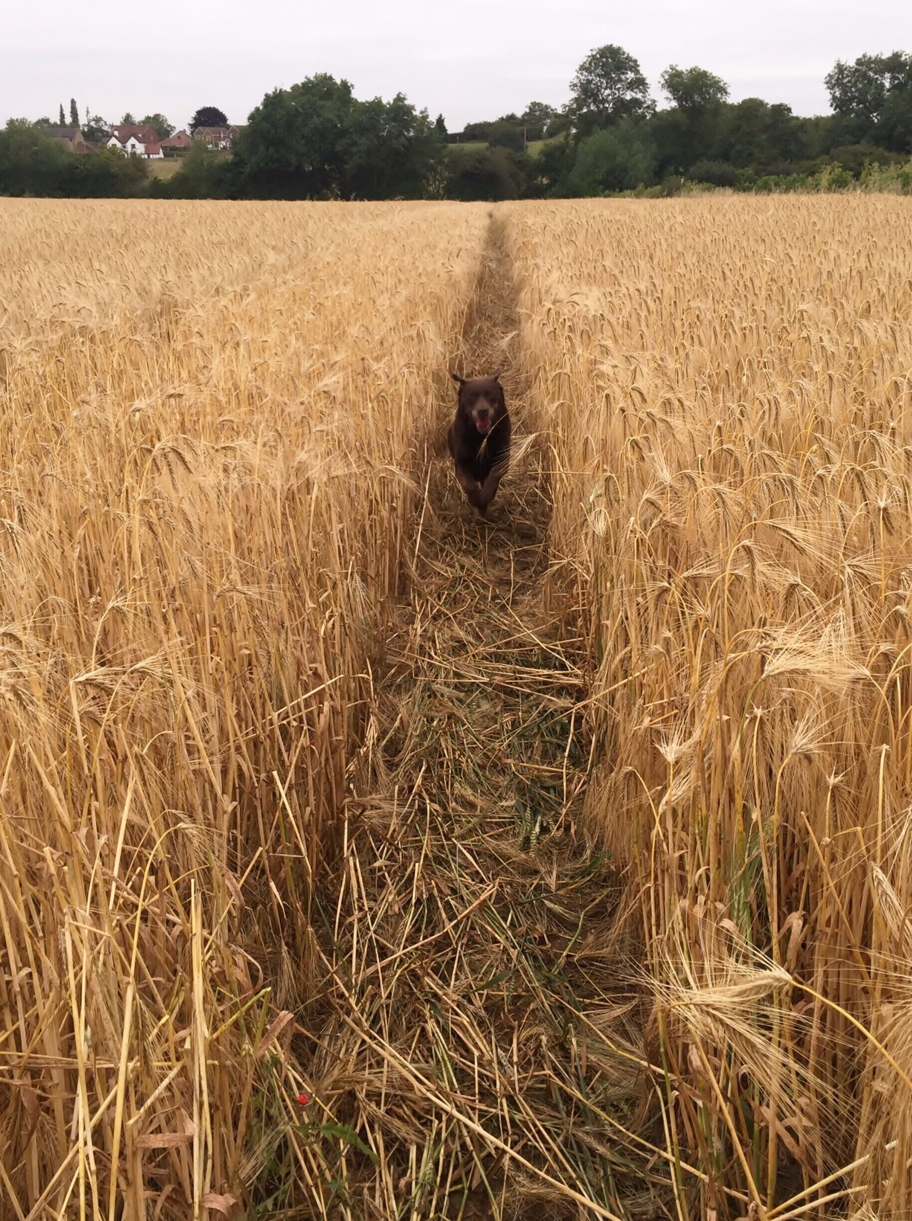 A run through the Barley before it is harvested and the field turned over.